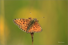 <p>PERLEŤOVEC DVANÁCTITEČNÝ (Boloria selene) ---- /Small pearl-bordered fritillary - Braunfleckiger Perlmutterfalter/</p>